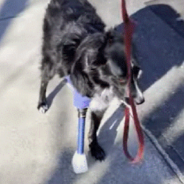 Dog Learns To Use Prosthetic Leg After 7 Years Of Walking On 3 Legs