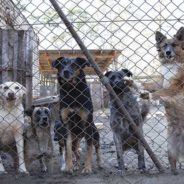 Dog Lovers Unite for Pets in Ukraine