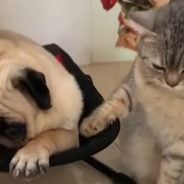 Dog Peacefully Sleeps While Cat Generously Rocks Him