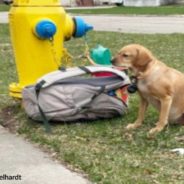 Dog was Tied to a Fire Hydrant before Being Abandoned Forever