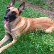 Eager Dog Gets Sworn In As An Official K9 Officer