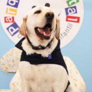 Ecuador Introduced Their First Ever Dental Assistant Dog Named Aldo