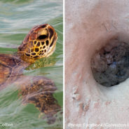 Endangered Sea Turtle Nest Found On Texas Beach For The First Time In 10 Years