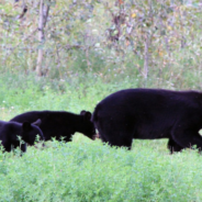 Family Discovers Five Bears Hibernating In Their Home’s Crawl Space