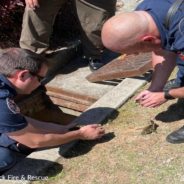 Firefighters Rescue Ducklings From Storm Drain In Georgia