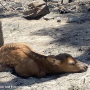 Firefighters Rescue Elk Calf Abandoned In New Mexico Wildfire