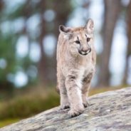 Florida Biologists Help Reunite Baby Panther with its Mother