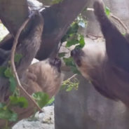 Florida Zoo Reunites a Mother Sloth and Her Baby with the Father