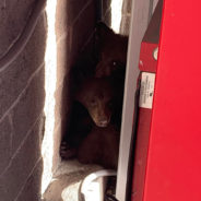 Found And Rescued: 3-Month-Old Bear Cubs Hiding Behind A Redbox Stand In A Shopping Center