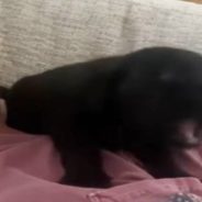 Fur Dad Shows the Cutest Way to Teach a Puppy How to Howl