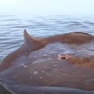 Giant Freshwater Stingray Returns Home to Mekong River, Thanks to Cambodian Fishermen