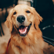 Golden Retriever Spots His Reflection In The Mirror For The First Time