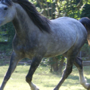 Goofy Horse Gets His Head Stuck In A Trash Can