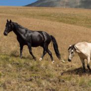 Government Horse Roundups Are Employing Dangerous And Expensive Tactics