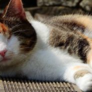 Group of Kids Takes Care of Blind Neighborhood Cat