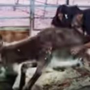 Hamoriko, the Old and Abused Donkey Who Could Not Walk, Found a New Forever Home