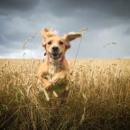 Helping your dog live a healthier life