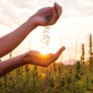 Hemp seed oil vs hemp oil: What’s in a name?