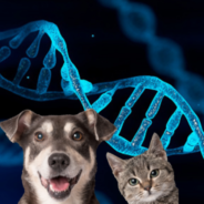 How Epigenetics Can Improve Your Dog or Cat’s Health