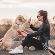 How reiki helps heal shelter animals