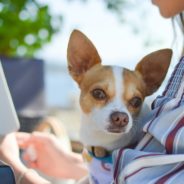 How to improve your animal welfare organization’s online presence, and why it matters