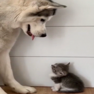 Husky Befriends A Tiny Kitten And It Gives It A Hug