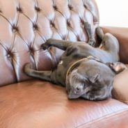 Is your dog jumping on the furniture?