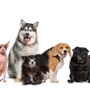 Is your pet putting on pounds? Time for expert help