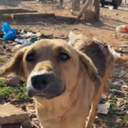 Locals Burn Stray Dog With Scalding Water For Being A ‘Pest’