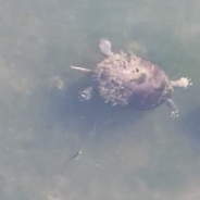 Male Turtle Slaps Female Turtle In Strange Courting Ritual