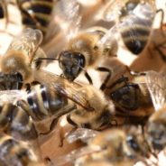 Millions Of Honeybees Die After Being Left Out On Hot Tarmac At Atlanta Airport