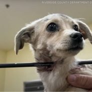 Miracle Puppy Defies The Odds After Being Shot In Neck With Arrow