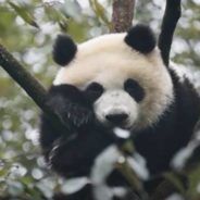 Mother and Son Pandas Celebrated 50th Anniversary of Exchange Program with Fruitsicle Cake at the Smithsonian’s National Zoo