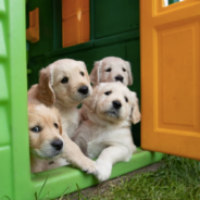 Moving house? 5 steps to make it easier on your dog or cat