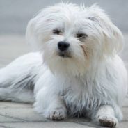 Neglected Deaf, Blind Dog Finds Happy Home in His Senior Years