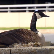 Nurse Cares For Mama Goose Waiting For Her Eggs To Hatch In Hospital Parking Lot