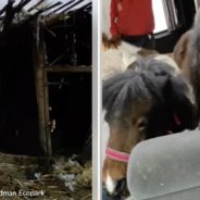 Over 50 Horses and Ponies Evacuated From Ukrainian Park, Just in Time