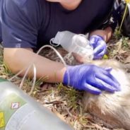 Paramedic Gives Oxygen To Cat Rescued From Burning Home And Helps Save Its Life