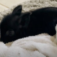 Piglet and Dog Share a Beautiful Bond as Inseparable Siblings