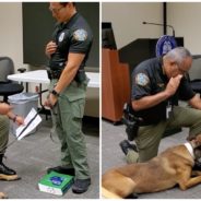 Playful Police K9 Can’t Contain His Excitement During His Swearing In Ceremony