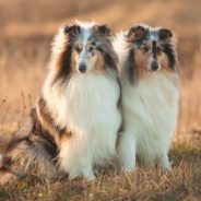 Rescue Collie Becomes Best Friends with New Family’s Other Collie