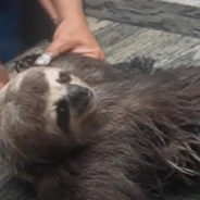 Rescue Sloth Becomes Best Friends With A Gentle Beagle