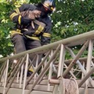 Rescue Workers In Ukraine Save Cat Stuck In Tree In War Zone