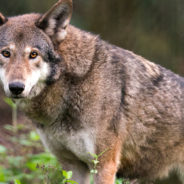 Reward Offered To Find Person Who Shot And Killed Endangered Red Wolf In North Carolina