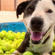 Shelter Dog Who Spent 10 Years Waiting For A Forever Home Has Just Been Adopted