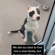 Stolen Then Abandoned, A Dog Reunites With His Family Months Later