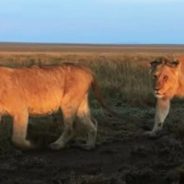 Tanzania’s Zealous Lion Defenders are Warriors and Former Lion Hunters of Barabaig Tribe