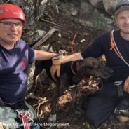 Tennessee Firefighters Rescue Dog Trapped In Cave In Great Smoky Mountains