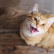 The importance of oral care probiotics for pets