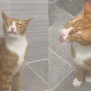 The Video of a Cat Licking Water from The Shower Will Definitely Make You Laugh Today